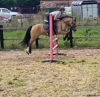 "Dynamite " Dun Gelding Pony Club Pony