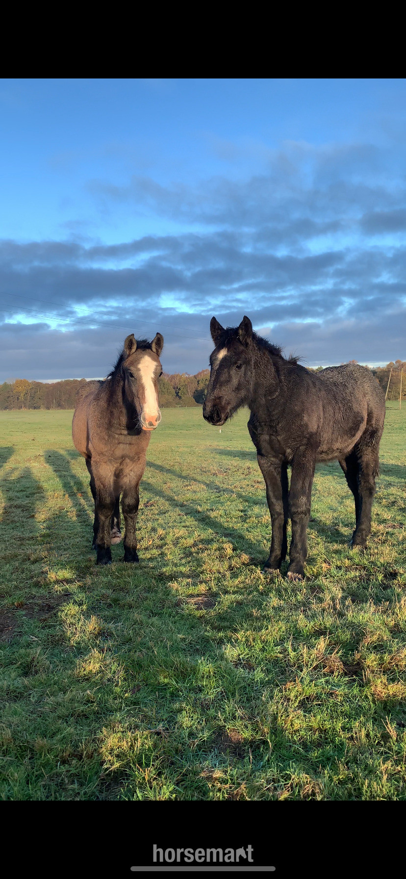 Youngstock and Foals  - "Percheron x Connemara colt foal " Iron Grey Colt Youngstock / Foal
