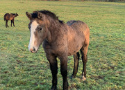 "Percheron x Connemara colt foal " Iron Grey Colt Youngstock / Foal