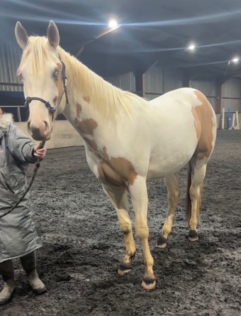"Trilby" Tobiano Gelding Project Horse