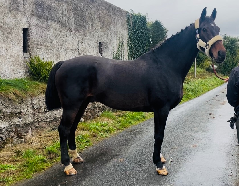 "Saturn" Bay Gelding Riding Club Horse - 