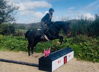 "Saturn" Bay Gelding Riding Club Horse