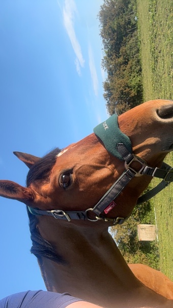 "Tokyo" Bay Roan Mare Broodmare