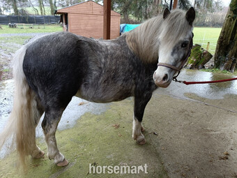 "Llanfilo Chaos" Dapple Grey Gelding Lead Rein/First Ridden Pony
