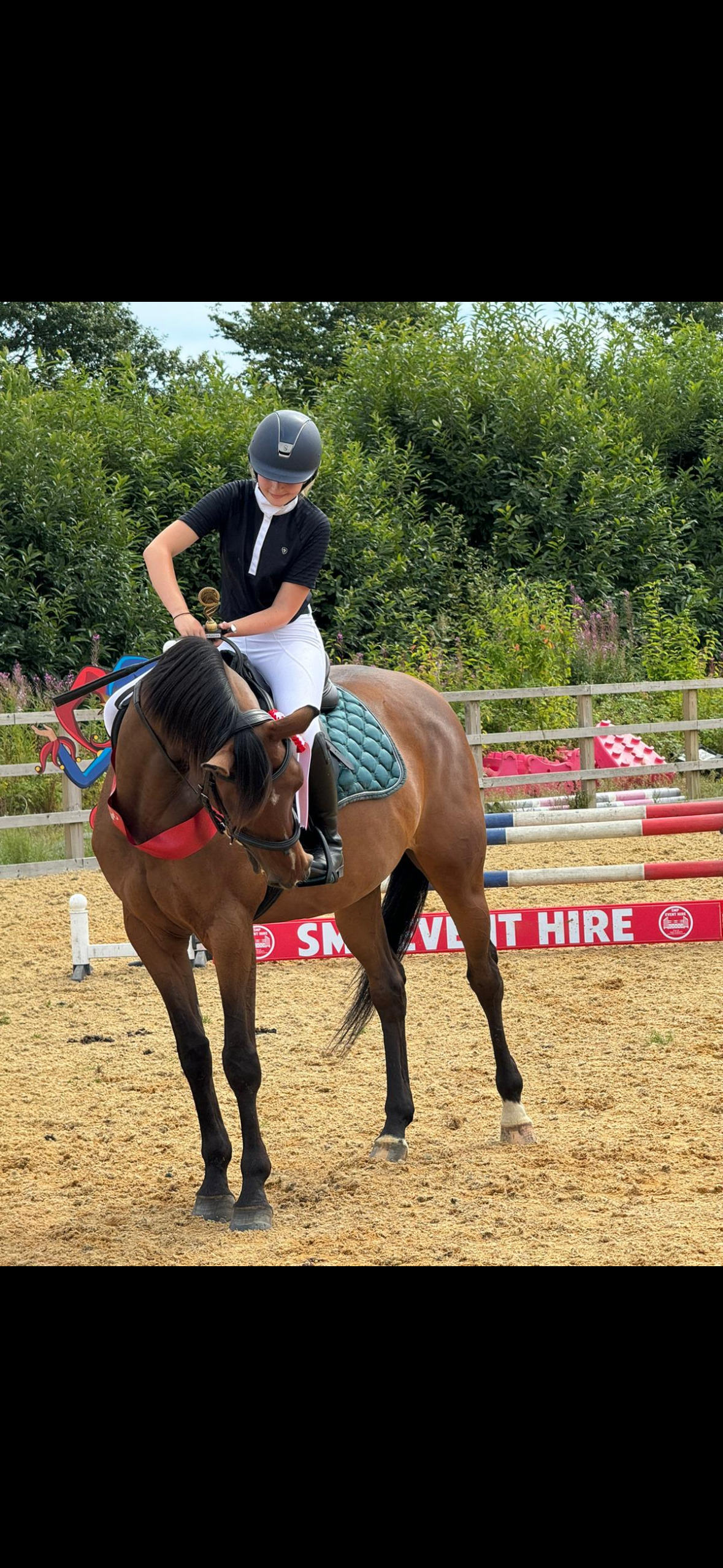 Show Jumpers  - "Grace " Bay Mare Show Jumper