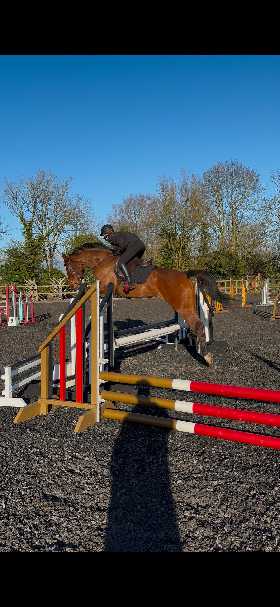 "Grace " Bay Mare Show Jumper - Show Jumpers 