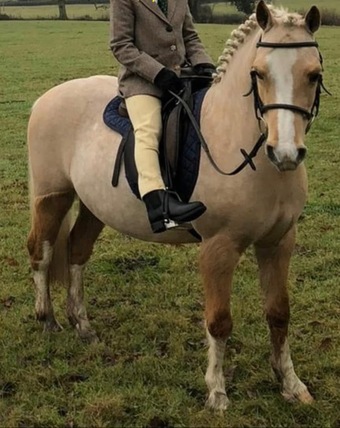 "Barbie" Palomino Mare Pony Club Pony
