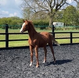 "Sienna Blonde" Chestnut Filly Youngstock / Foal
