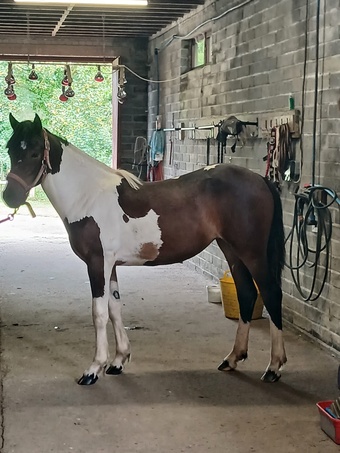 "Cassie" Skewbald Filly Young Sport Horse