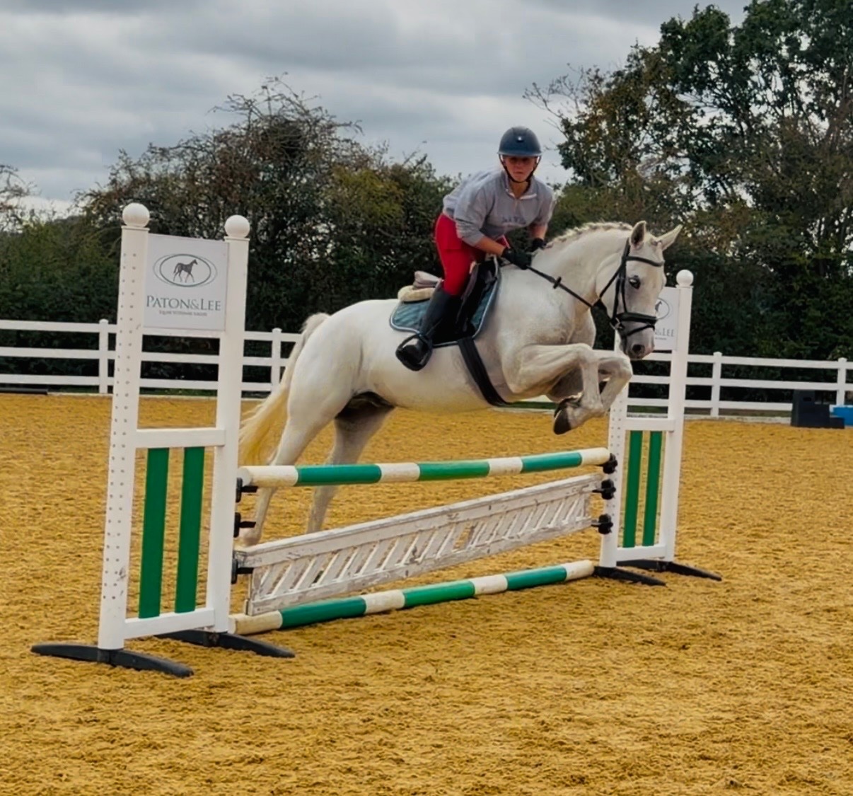 All Rounders  - "Rover" Grey Gelding All Rounder