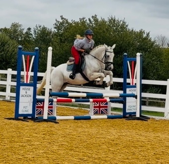"Rover" Grey Gelding All Rounder