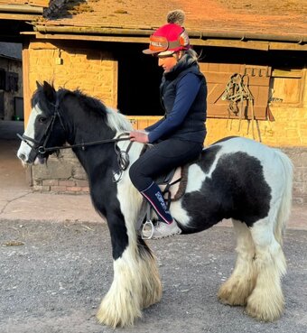 "Robert" Piebald Gelding Riding Club Horse