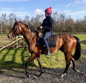 "Smartanck" Bay Gelding Ex Racehorse