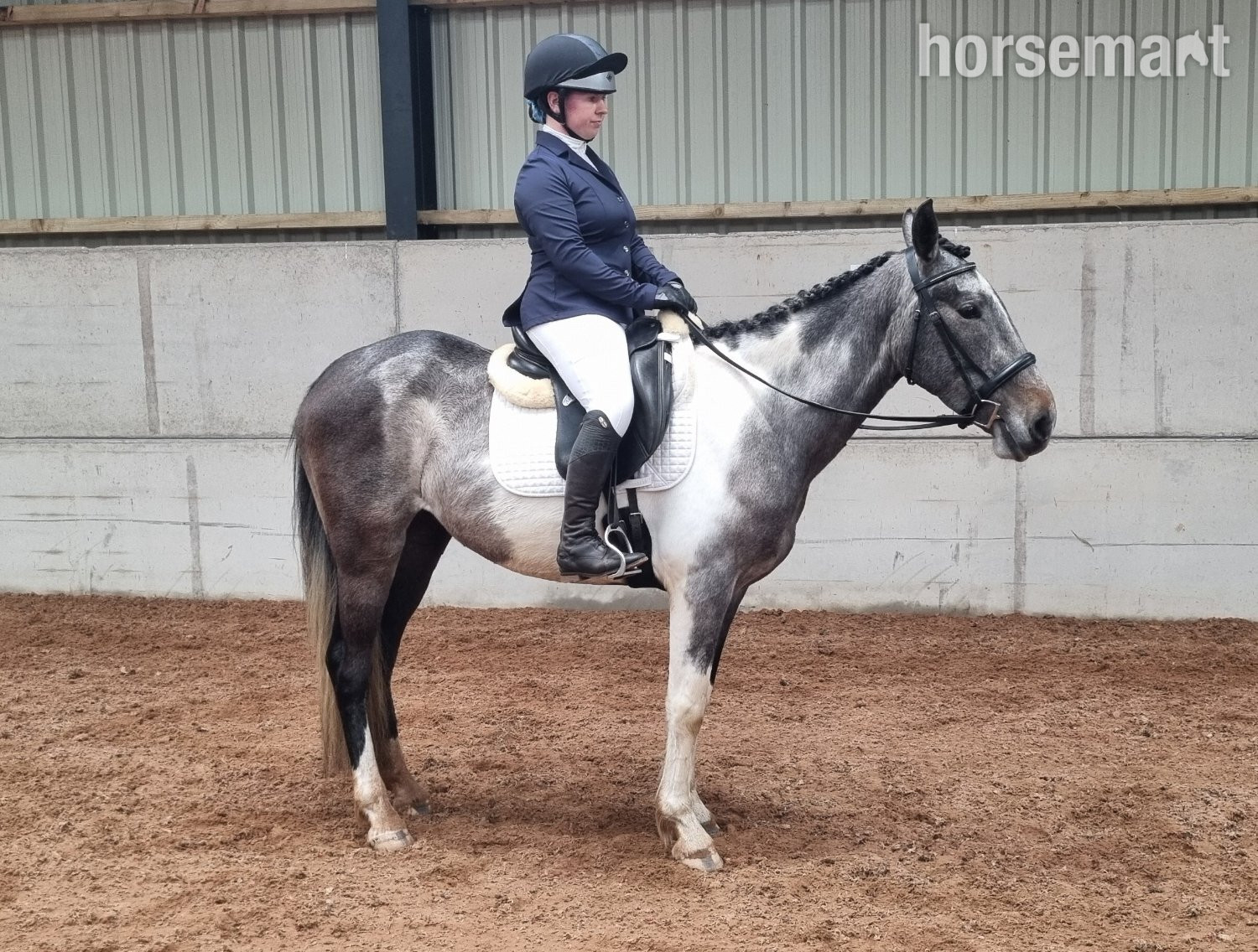 All Rounders  - "Rapido" Skewbald Gelding All Rounder
