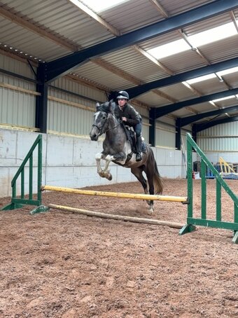 "Rapido" Skewbald Gelding All Rounder