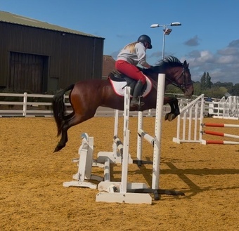 "Lady" Bay Mare All Rounder