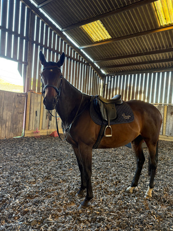 "Winnie" Dark Bay Mare Project Horse