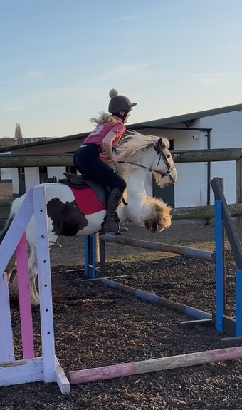 "Kai" Piebald Gelding Cob/Heavy Horse