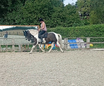 "Onyx" Gelding All Rounder