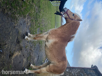 "Kascada.." Chestnut Mare All Rounder