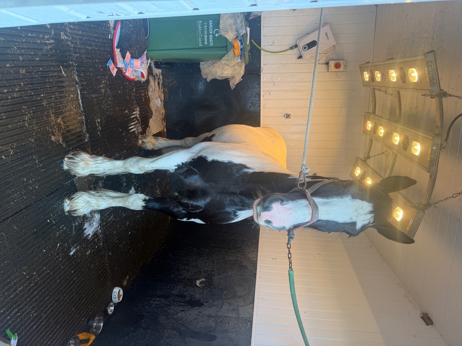 All Rounders  - "Cherrie " Piebald Mare All Rounder