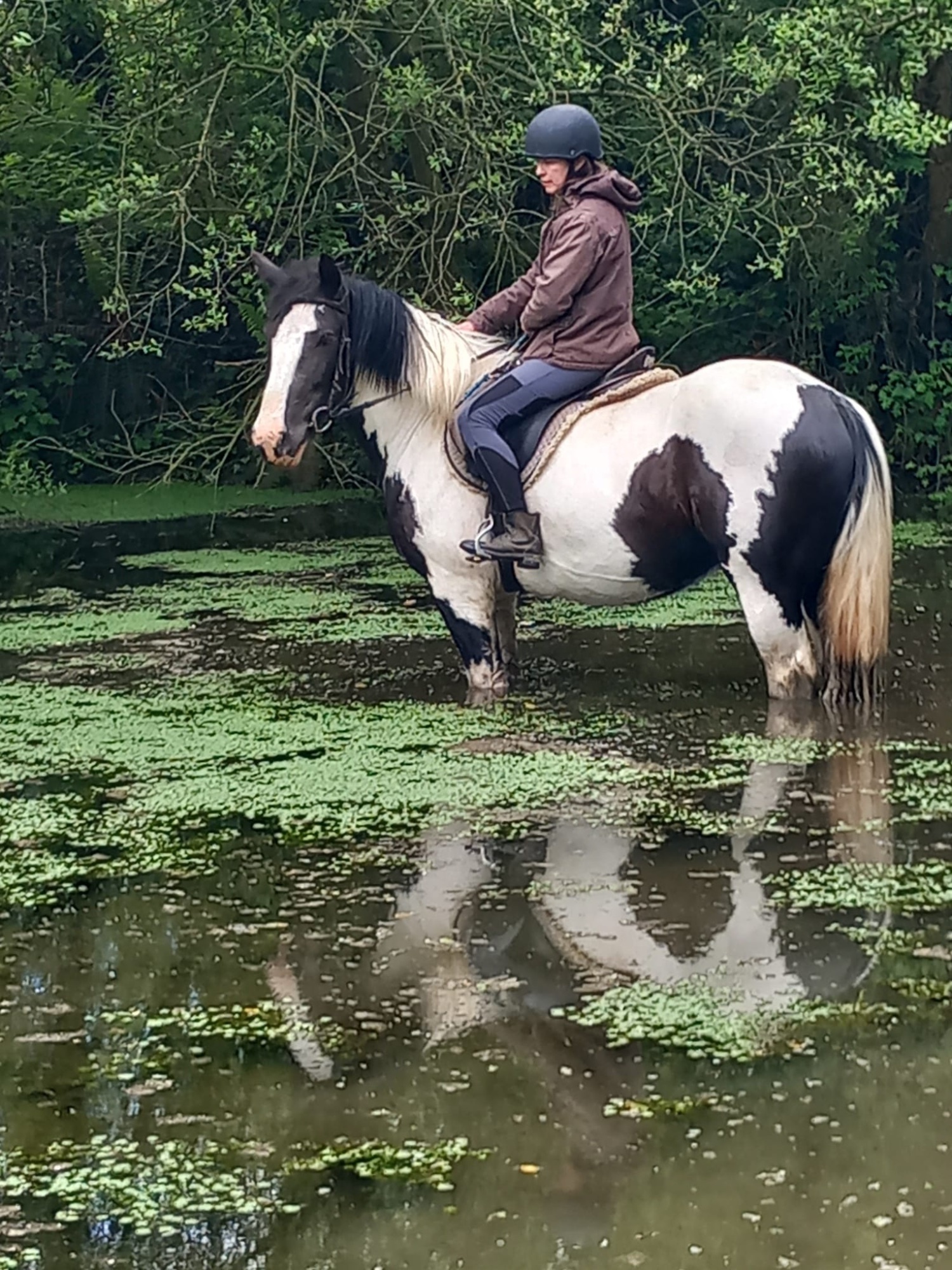 "Cherrie " Piebald Mare All Rounder - All Rounders 