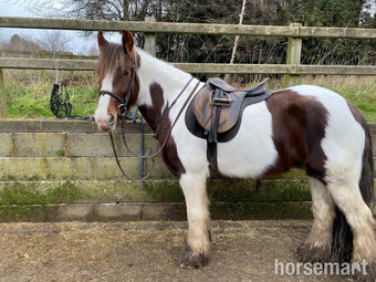 "" Coloured Gelding Cob/Heavy Horse