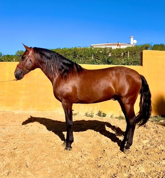 "" Bay Stallion All Rounder