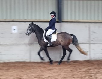 "Prisa" Bay Roan Filly Spanish / Iberian Horse