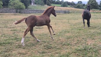 "Yggdrasil Rødhals" Chestnut Colt Youngstock / Foal