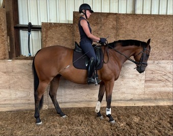 "Dominic" Bay Gelding All Rounder