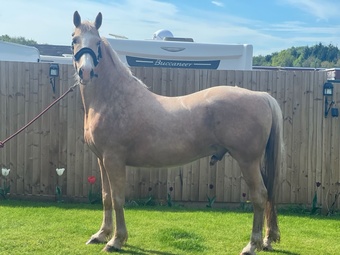 "" Palomino Gelding All Rounder