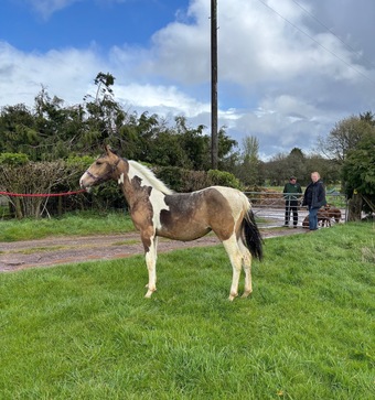 "Winter" Buckskin Filly Youngstock / Foal
