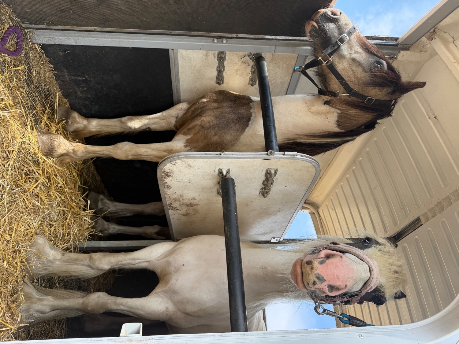 "BRYNITHON CANDY MAN aka Elvis" Tri-Coloured Gelding All Rounder - All Rounders in 