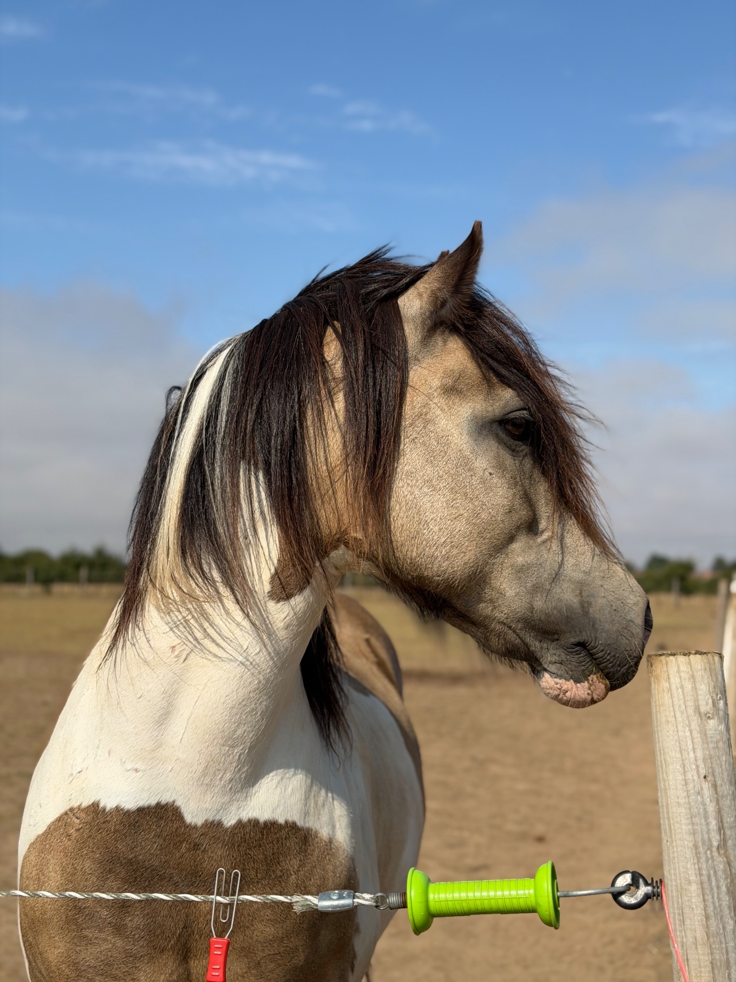 "BRYNITHON CANDY MAN aka Elvis" Tri-Coloured Gelding All Rounder - All Rounders