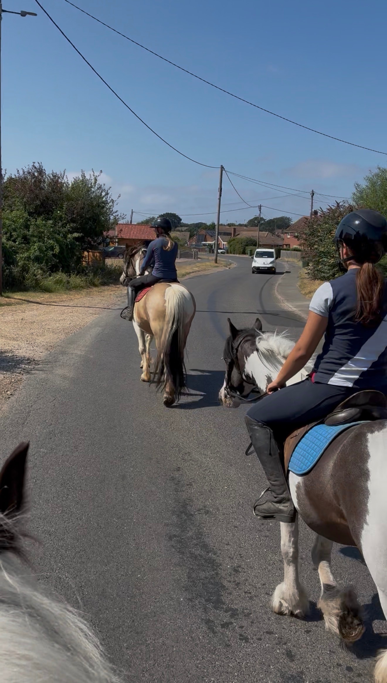 All Rounders - "BRYNITHON CANDY MAN aka Elvis" Tri-Coloured Gelding All Rounder