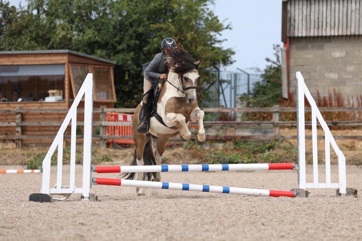 "BRYNITHON CANDY MAN aka Elvis" Tri-Coloured Gelding All Rounder