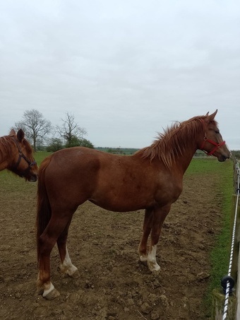 "A Touch of Class" Chestnut Filly Youngstock / Foal
