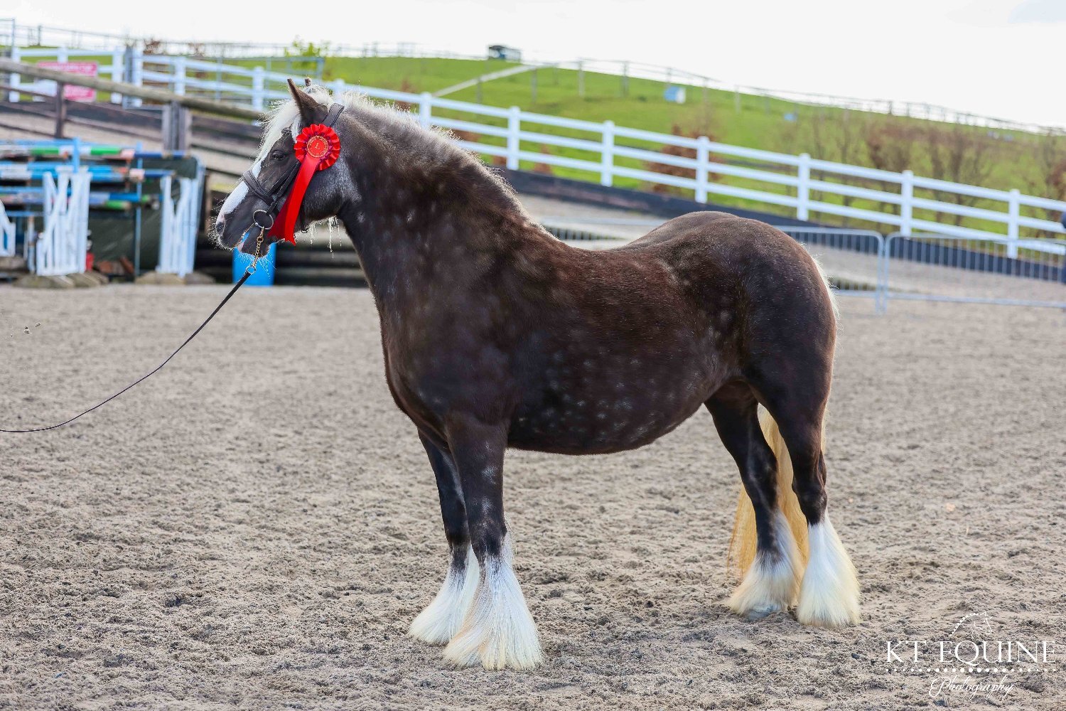 All Rounders  - "Lady" Silver Dun Mare All Rounder
