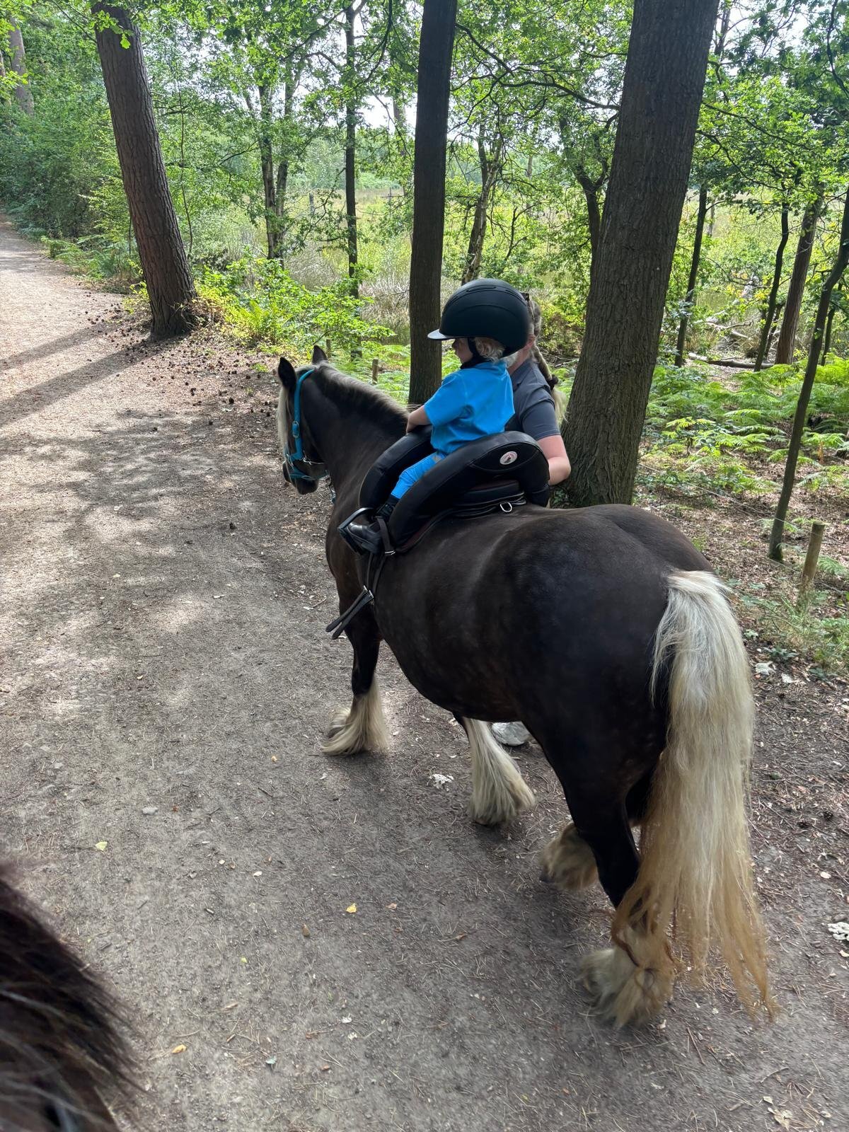 "Lady" Silver Dun Mare All Rounder - 