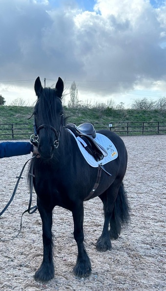 "CARROCK HIDDEN TREASURE " Black Mare Mountain & Moorland Pony