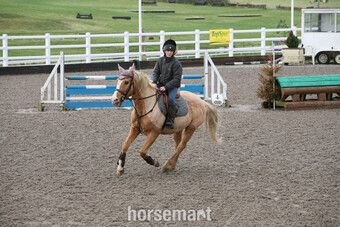 "Goldie" Palomino Gelding Show Jumper