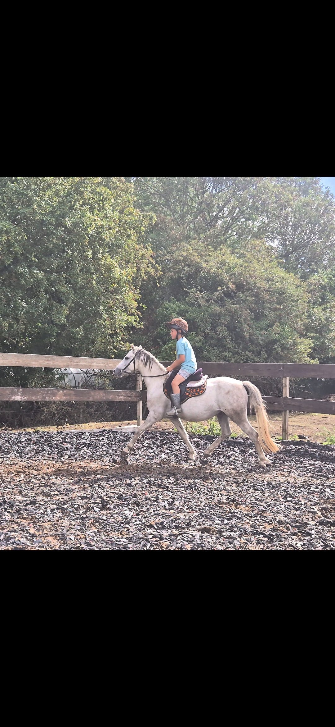 All Rounders  - "Jack Jack" Grey Gelding All Rounder