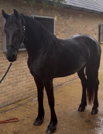 "Witske" Black Mare Dressage Horse