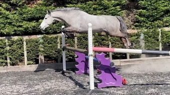 "" Dun Gelding All Rounder