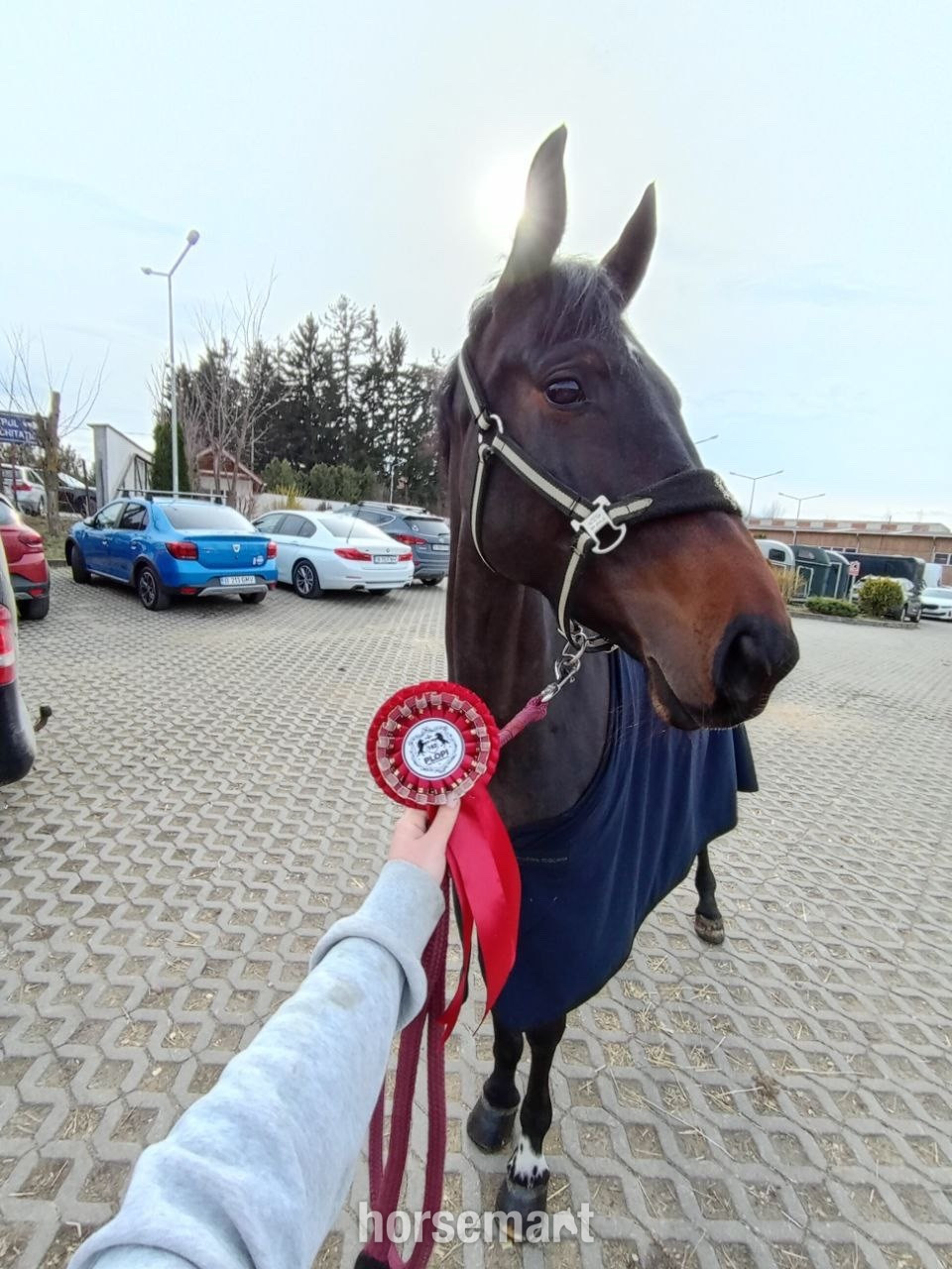 "Veni Vedi Vici" Dark Bay Mare Show Jumper - Show Jumpers 