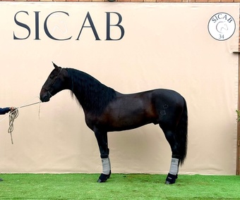 "" Bay Stallion All Rounder