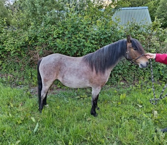 "Faith" Bay Roan Filly Mountain & Moorland Pony