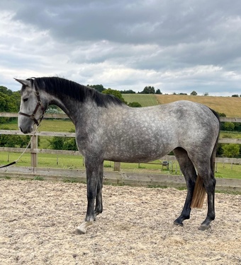 "Boleybawn Carlina" Grey Mare Broodmare