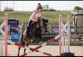 "Bambi" Bay Mare Pony Club Pony